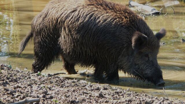 Охотник рассказал, каких кабанов уничтожили браконьеры в Семикаракорском районе - RostovGazeta, 11.11.2025