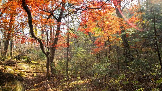 Картина дня в Приморье: новый налог, беглец из федерального розыска и двойной агент - Восток-Медиа, 11.11.2025