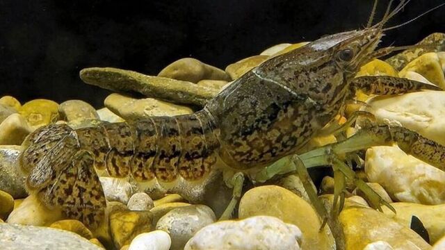 Новый вид рака из Азии может появиться в Ростове - RostovGazeta, 13.11.2025