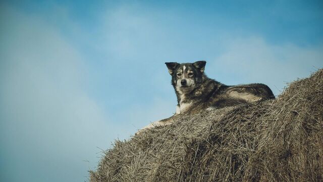 Ростовская зоозащитница рассказала, чего не хватает закону о чипировании - RostovGazeta, 15.11.2025