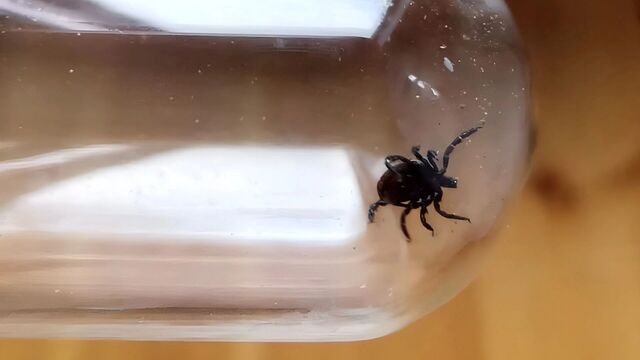 Болевые клещи Японии ежегодно кусают жителей Хабаровского края - Transsibinfo, 19.11.2025