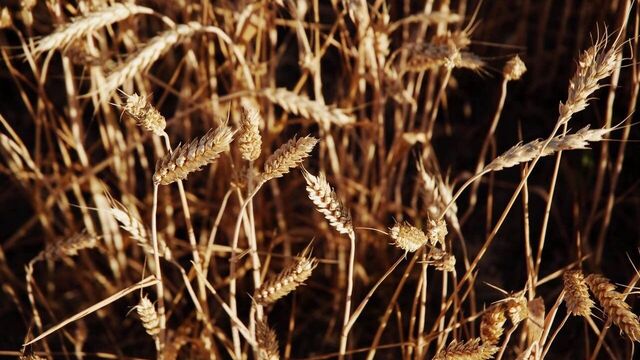Вадим Викулов стал богатейшим бизнесменом в агросекторе в Ростовской области Вадим Викулов стал богатейшим бизнесменом в агросекторе в Ростовской области - RostovGazeta, 19.11.2025