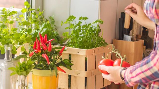 Огороды на подоконниках устраивают дачники в Хабаровске - Transsibinfo, 19.11.2025