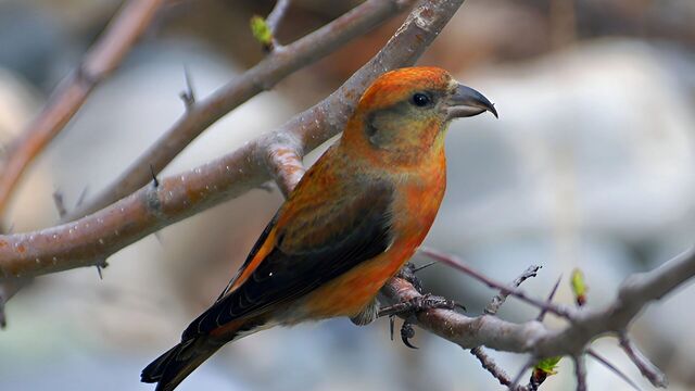 Таежные попугаи не боятся лютого мороза в Хабаровском крае - Transsibinfo, 19.11.2025