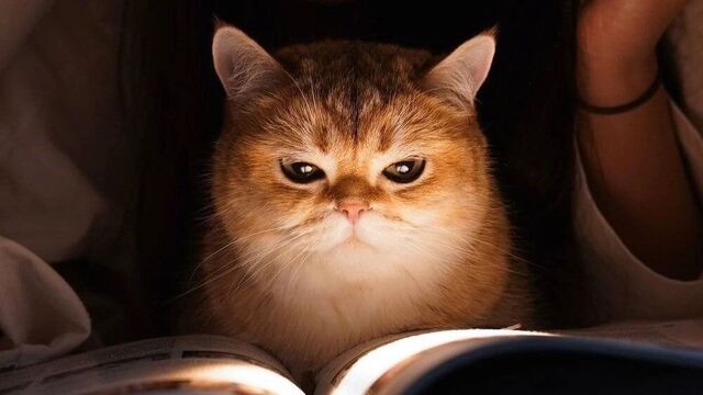 Тургенев объединяет «отцов и детей» Башкортостана - Новости Уфы и Башкирии - Медиакорсеть, 19.11.2025