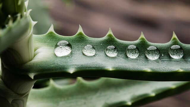 Алоэ поддержит красоту и здоровье хабаровчан - Transsibinfo, 19.11.2025