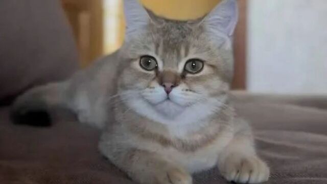 В Краснодаре появился кот-депутат Толик: кто такой, чего хочет - kubanpress.ru, 13.03.2026