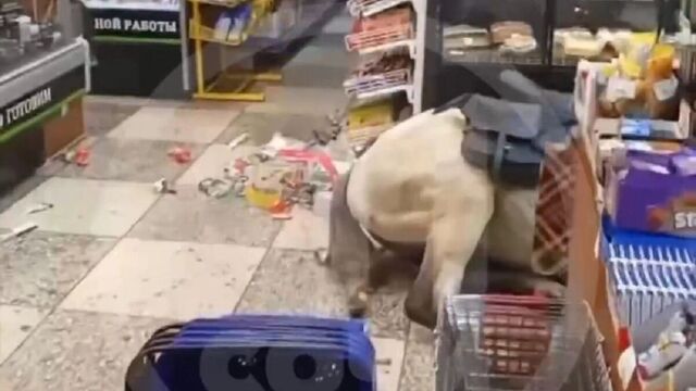 Как казак на коне заехал в супермаркет за продуктами, а конь рухнул от конских цен - kubanpress.ru, 23.03.2026