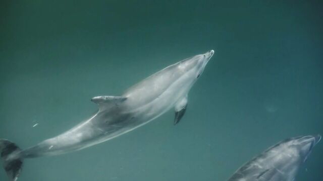 Мужчины в Темрюке спасли дельфина, запутавшегося в сети у пристани - kubanpress.ru, 29.03.2026