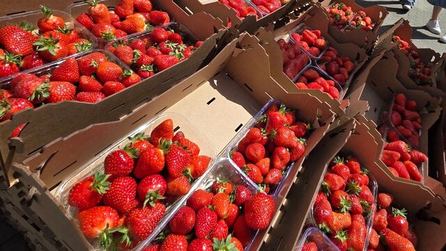 Первая клубника на Сенном рынке в Краснодаре: цены и происхождение - kubanpress.ru, 30.03.2026