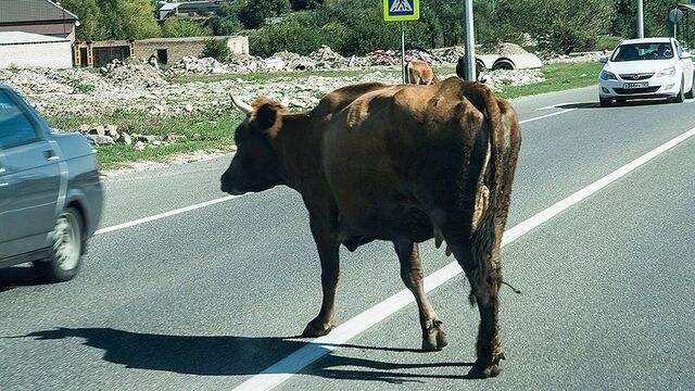 В кубанской станице Канеловской ввели карантин рогатого скота из-за лейкоза - kubanpress.ru, 31.03.2026