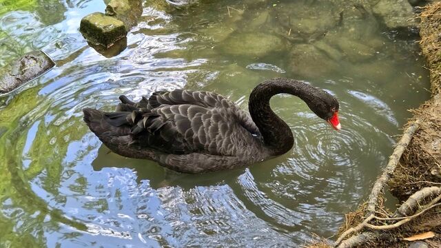 «Чёрные лебеди» экономики Юга в 2026 году: откуда ждать ударов — и устоит ли Кубань - kubanpress.ru, 31.03.2026