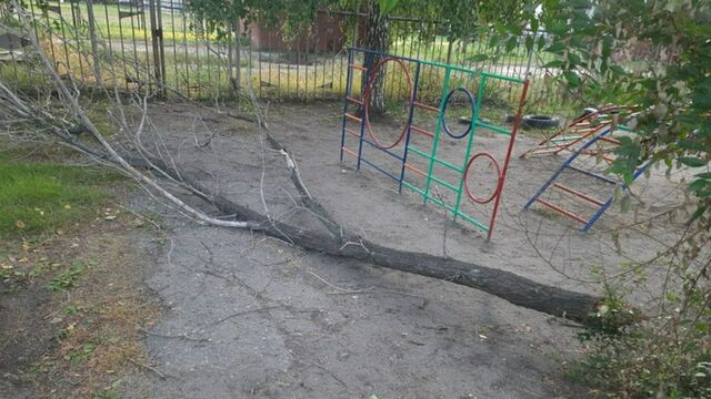 Дерево упало на ребенка в бийском детсаду - ИА Амител, 13.09.2023