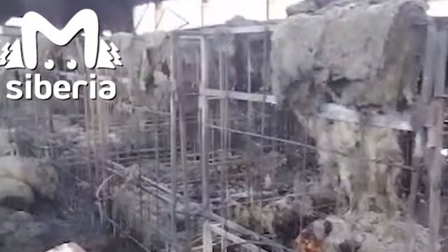 Около 400 коров и телят заживо сгорели в сибирском животноводческом комплексе - ИА Амител, 02.10.2023