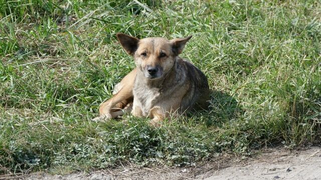 В Рубцовске ищут подрядчика, который "очистит" город от бродячих собак за 1,4 млн - ИА Амител, 03.05.2024