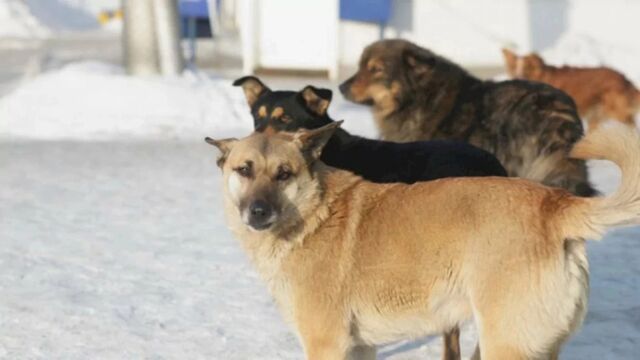 В Алтайском крае в 2025 году могут ввести маркировку домашних животных - ИА Амител, 03.05.2024