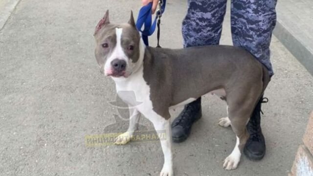 Стаффорд загрыз собаку жительницы Барнаула во время прогулки - ИА Амител, 03.05.2024