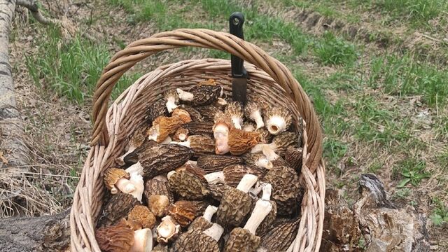 Жители Алтайского края похвастались урожаем грибов на майские праздники - ИА Амител, 11.05.2025