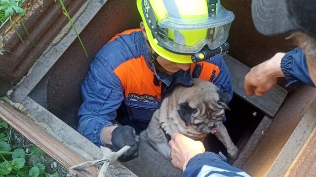 В Барнауле спасли мопса, упавшего в погреб - ИА Амител, 31.05.2025