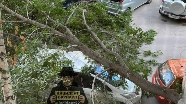 Дерево упало и перекрыло проезд из двора в Барнауле - ИА Амител, 29.06.2025