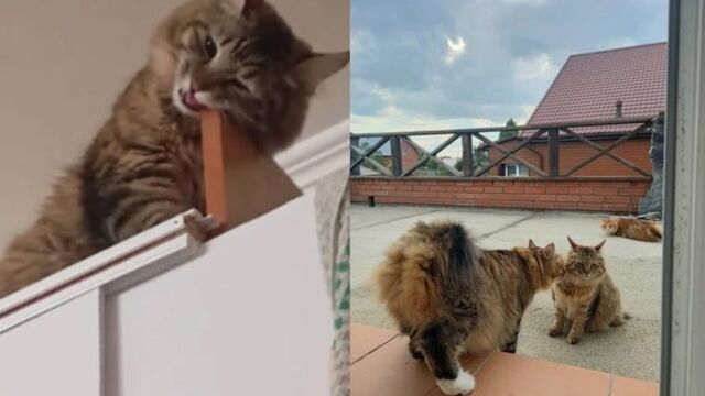 Новосибирский пенсионер хочет оставить квартиру своей кошке - ИА Амител, 13.08.2025