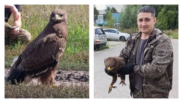 В Алтайском крае полицейские спасли раненого степного орла, возвращаясь из командировки - ИА Амител, 27.10.2025