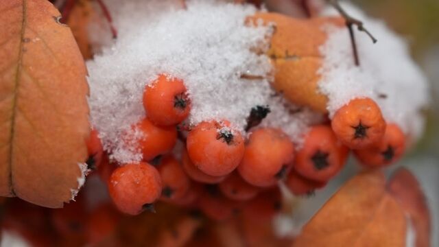 Алтайский край ждет резкое похолодание в первой декаде ноября - ИА Амител, 02.11.2025