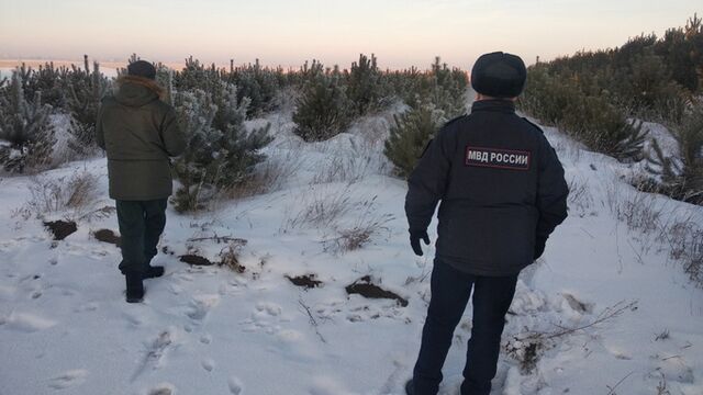 В Алтайском крае усилили охрану елок перед Новым годом - ИА Амител, 02.11.2025