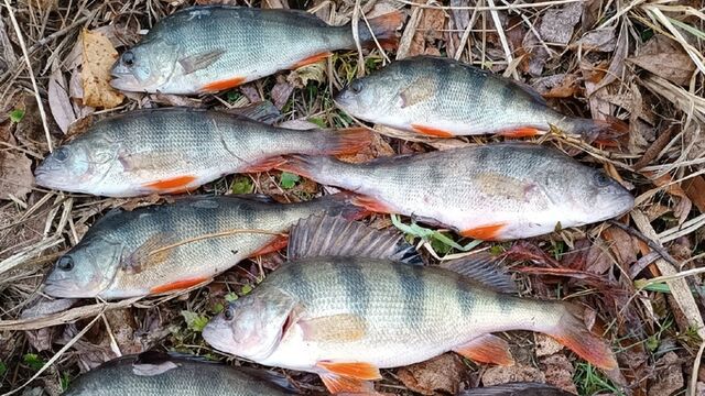 Алтайские рыбаки хвалятся ноябрьскими трофеями и завершают сезон. Фото - ИА Амител, 03.11.2025