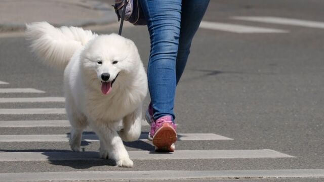 Сосед-собачник избил жительницу Новосибирска из-за замечания о животном без намордника - ИА Амител, 04.11.2025