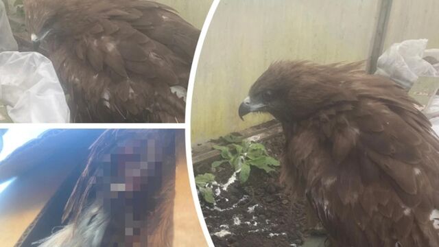 В Новосибирской области спасенный людьми коршун стал охранять куриц - ИА Амител, 08.11.2025