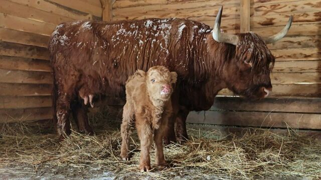 Плюшевое пополнение. В барнаульском зоопарке появился на свет милый теленок - ИА Амител, 09.11.2025