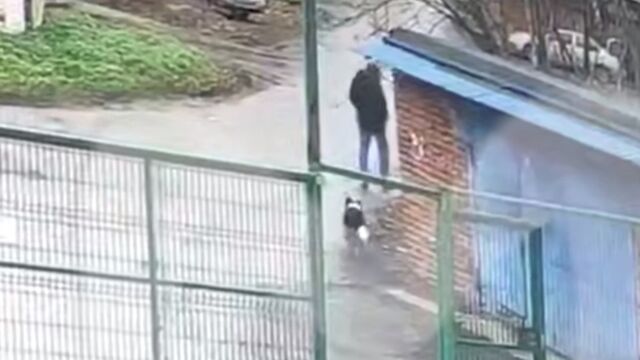 В Подмосковье задержан похититель собак, годами продававший их мясо в корейские рестораны - ИА Амител, 10.11.2025