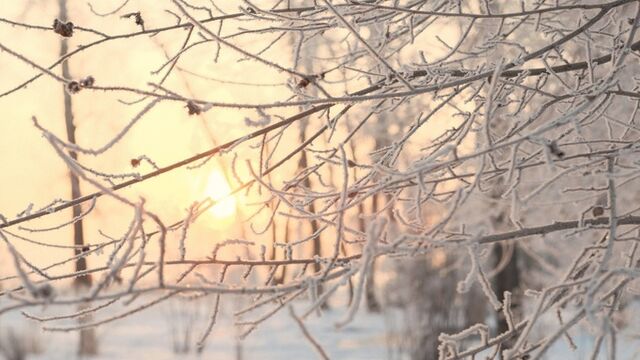 Когда морозы ударят по Алтайскому краю и перестанет идти снег с дождем? - ИА Амител, 12.11.2025