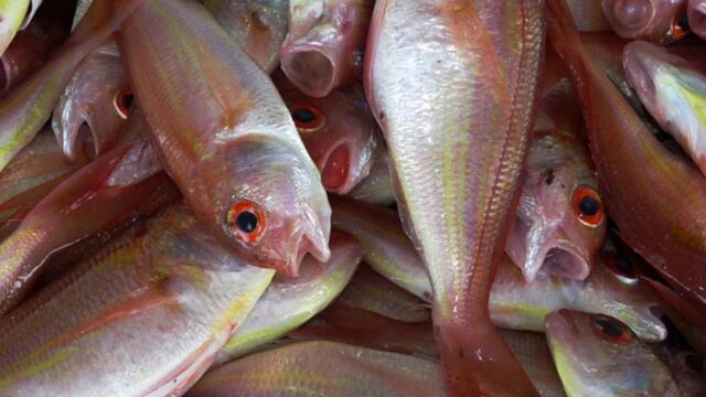 Алтайский край перевыполнил план по добыче рыбы на 2025 год Алтайский край перевыполнил план по добыче рыбы на 2025 год - ИА Амител, 16.11.2025