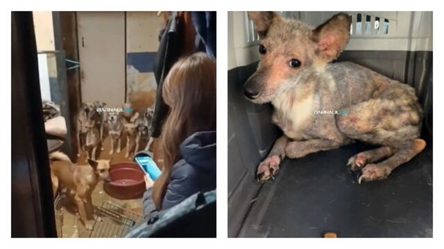 Волонтеры бьют тревогу. В Барнауле мужчина содержал более 30 собак в квартире Волонтеры бьют тревогу. В Барнауле мужчина содержал более 30 собак в квартире - ИА Амител, 18.11.2025