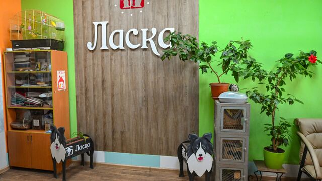 В приюте "Ласка" установили 34 новых вольера и чипировали 1300 собак по городскому гранту - ИА Амител, 19.11.2025