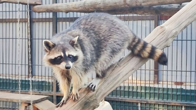 Барнаульские мамы смогут бесплатно посетить зоопарк "Лесная сказка" - ИА Амител, 19.11.2025