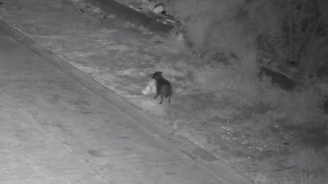 Чтобы не попасть на камеры, итальянец поручил выброс мусора собаке - ИА Амител, 23.02.2026