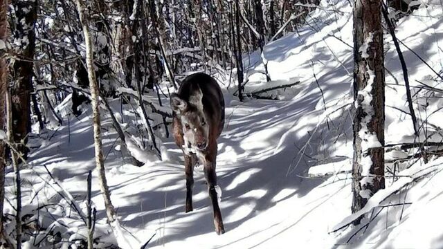 Осторожный кабарга попал в объектив фотоловушки в Алтайском биосферном заповеднике - ИА Амител, 08.03.2026