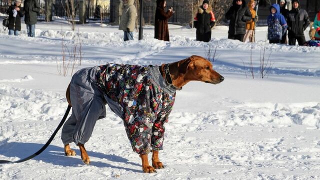 В России утвердили первый ГОСТ для площадок выгула и дрессировки собак - ИА Амител, 14.03.2026