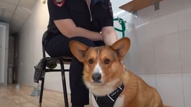 Дружелюбный корги-криминалист "компактных размеров" появился в полиции Барнаула - ИА Амител, 16.03.2026