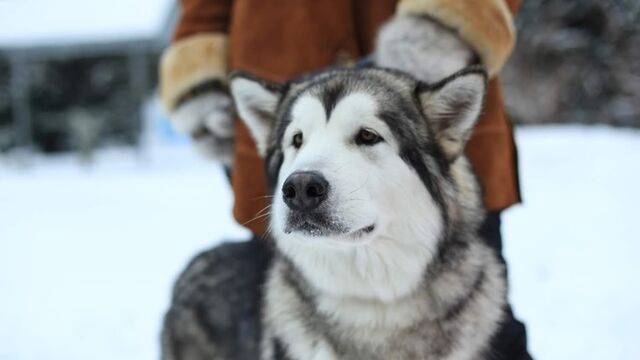 В Новосибирске женщина применила перцовку против матери, защищавшей свою дочь от собаки - ИА Амител, 17.03.2026