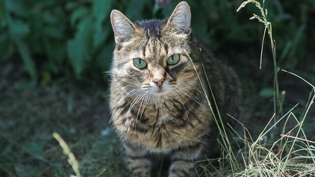 Ветврач: коты и собаки смотрят телевизор по одной "древней" причине - ИА Амител, 18.03.2026
