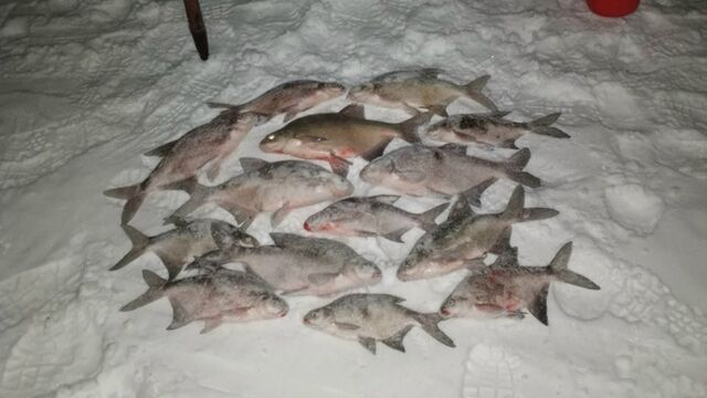 Рыбаки Алтайского края показали солидные последние уловы марта Рыбаки Алтайского края показали солидные последние уловы марта - ИА Амител, 28.03.2026