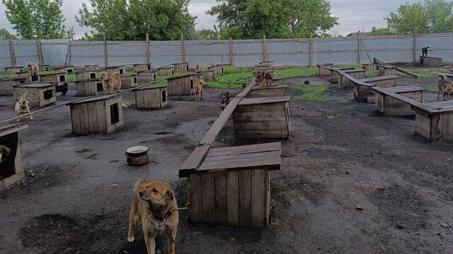 На Алтае ветеринаров и бизнесмена будут судить за фиктивный отлов бродячих собак - ИА Амител, 31.03.2026