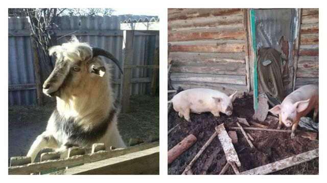 В Алтайском крае накормили животных, оставшихся на подтопленном подворье в селе Ракиты - ИА Амител, 03.04.2026