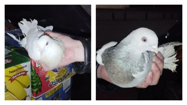 Таможенники не позволили голубям из Казахстана незаконно проникнуть на Алтай - ИА Амител, 07.04.2026