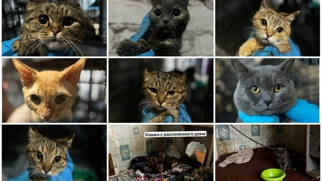 В Барнауле волонтеры спасли кошек, оставленных в расселенном доме - ИА Амител, 14.04.2026