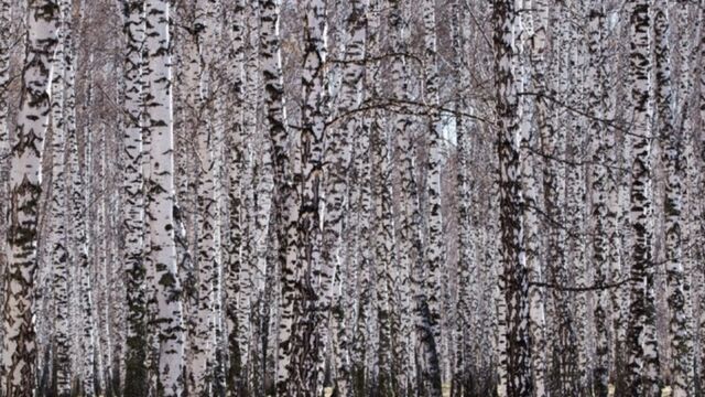 До +6. Какая погода ждет Алтайский край 16 апреля - ИА Амител, 16.04.2026